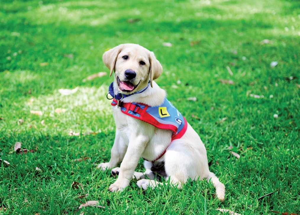 Certificate IV - Animal Behaviour & Training (Assistance Dogs) ACM40322